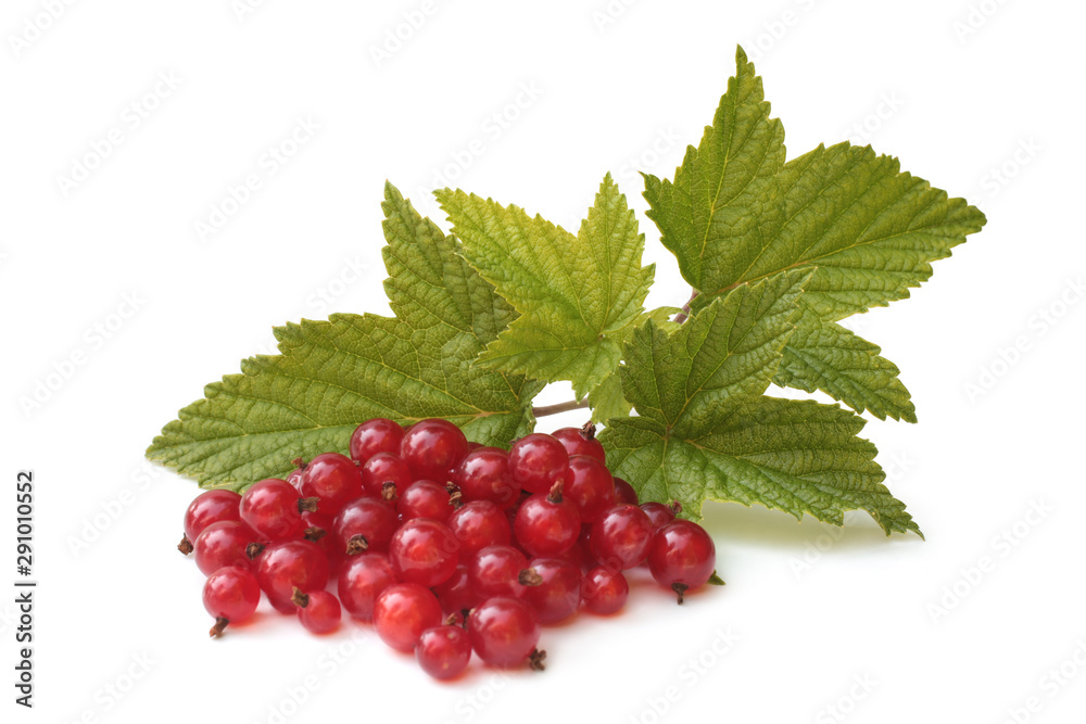Berries of red currant with leaves Berries of red currant with leaves
