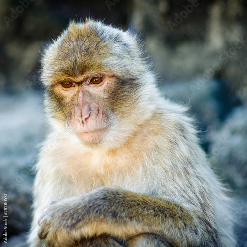 Macaque de Barbarie - 14 © Vincent Lekabel