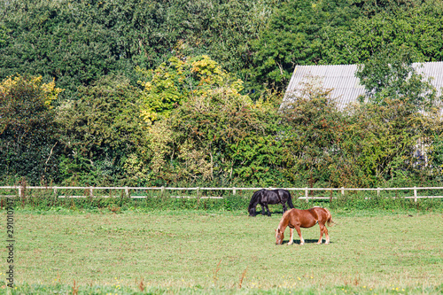 A Few Horses Glazing on a Field © Ket Sang Tai