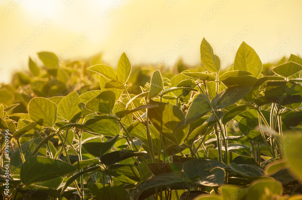 Fototapeta premium The stems of young flowering soy plants in the field stretch to the sun. Field of soybean plants in the sun. Selective focus.