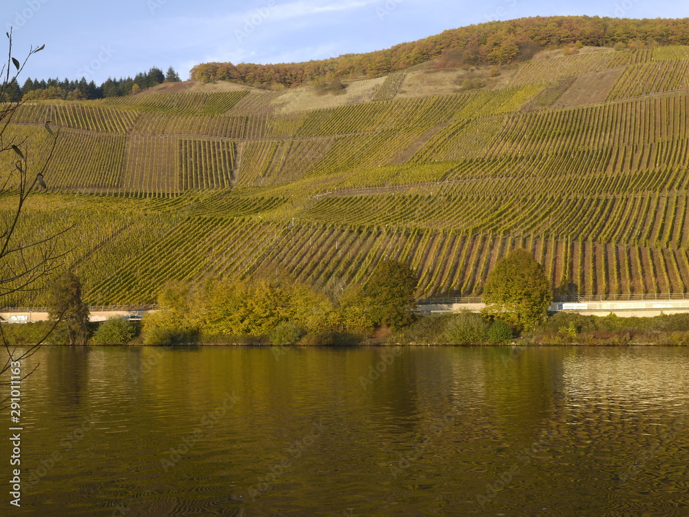 Fototapeta premium Weinberge bei Longuich an der Mosel