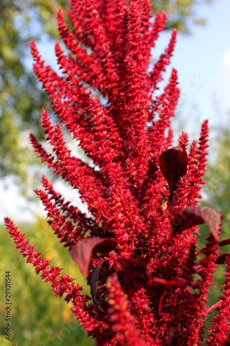 Blooming red amaranth close-up (lat. Amarnthus)