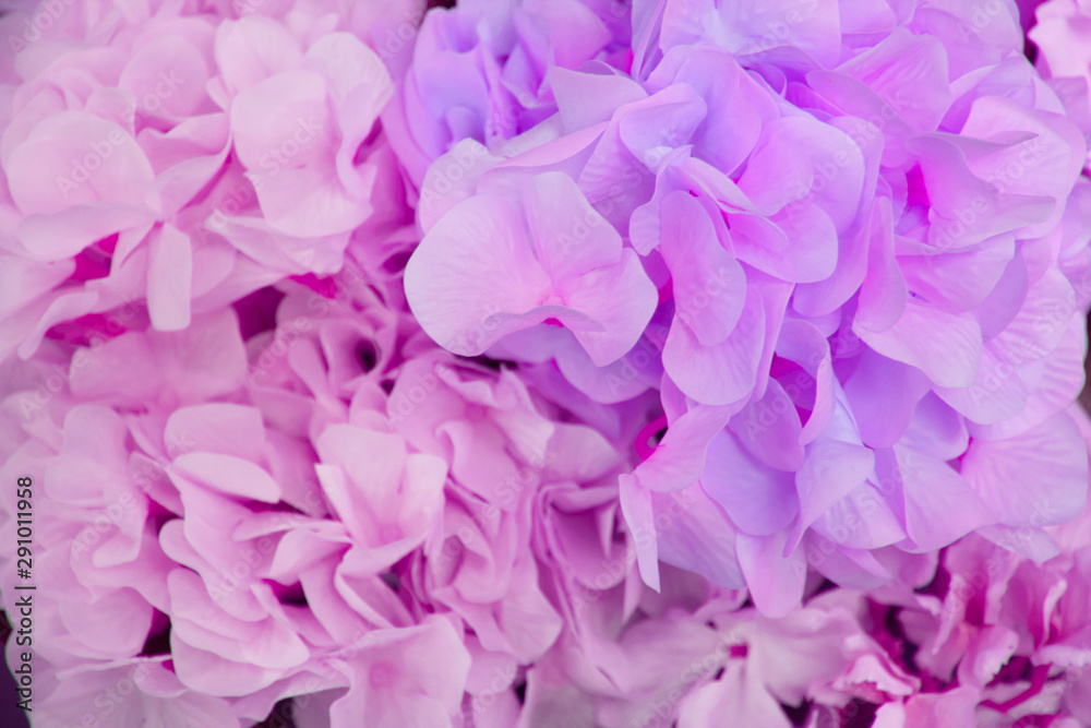 Decoration flower background. Lot of beautiful hydrangea, top view. Pink and violet flowers. Decoration flower background. Lot of beautiful hydrangea, top view. Pink and violet flowers.