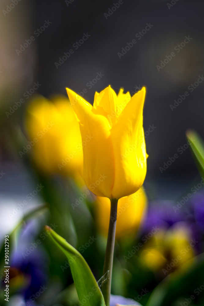 Naklejka premium Tulip