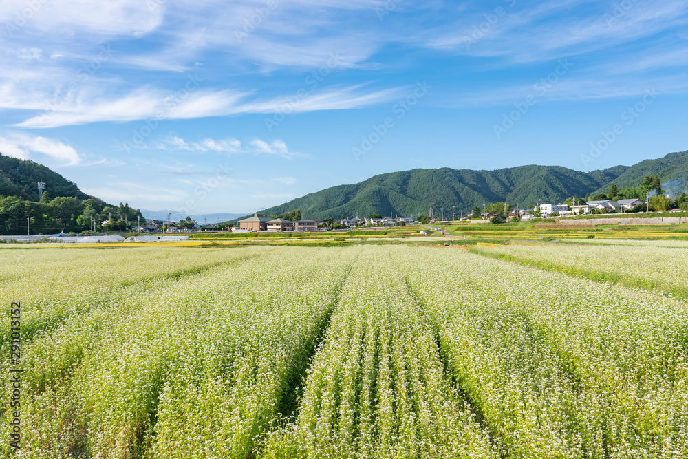 松本市中山のそば畑