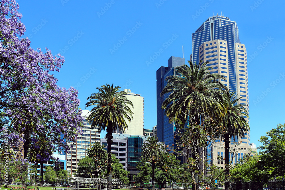 Green oasis with palm and lilac jacaranda trees among skyscrapers in Melbourne, Australia