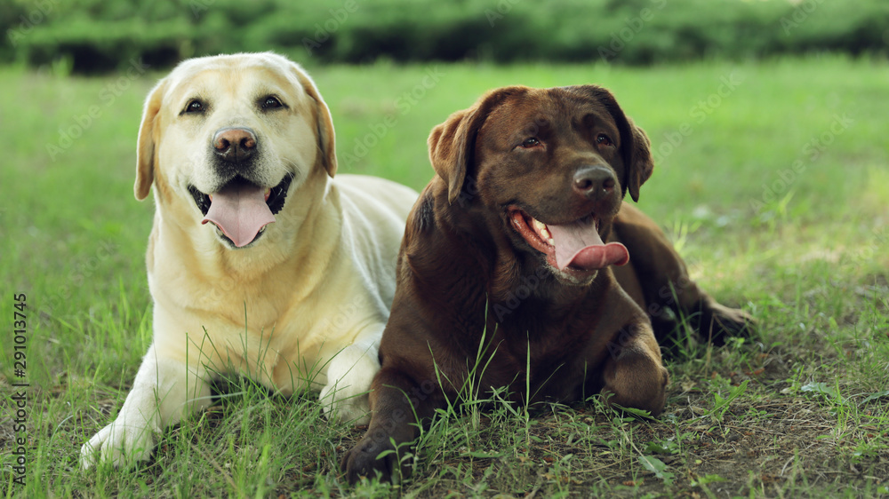 Funny Labrador Retriever dogs in green summer park