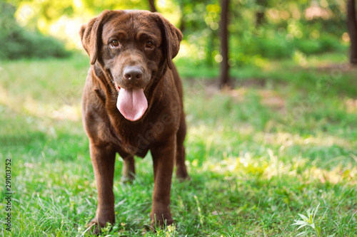 Cute Chocolate Labrador Retriever in green summer park