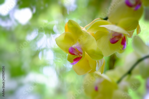 orchid photo