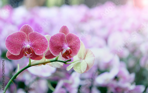 orchid.ch photo