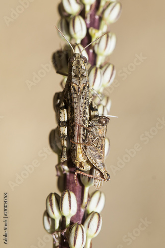 Calliptamus cf barbarus couple of this species of grasshopper mating on a toxic plant of Urginea maritima © JUANFRANCISCO