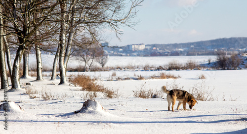 Dog on the outskirts of the forest near the river in winter_