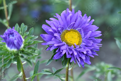 Asters bloom in the garden. Plant care. Beautiful flowers.