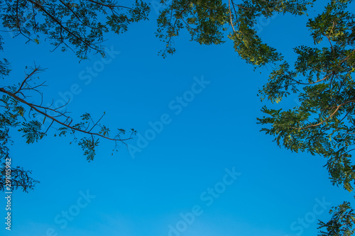 under the tree shade and blue sky photo