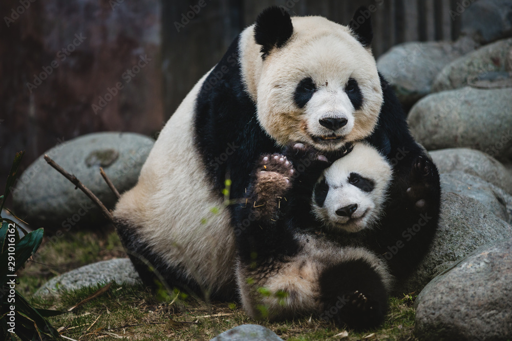 Obraz premium Giant Panda