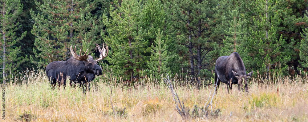 Mighty Moose