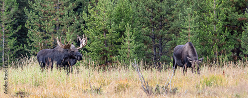 Obraz na płótnie Mighty Moose w salonie