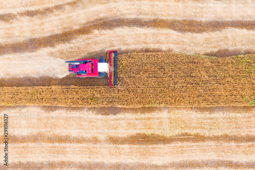 Combine harvester harvests wheat in the field at sunset in autumn in Russia. view from a height of equipment and field. © miklyxa
