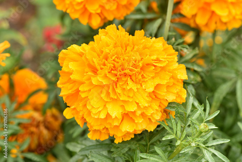 Beautiful Marigold flower. Plant care. Beautiful flowers.