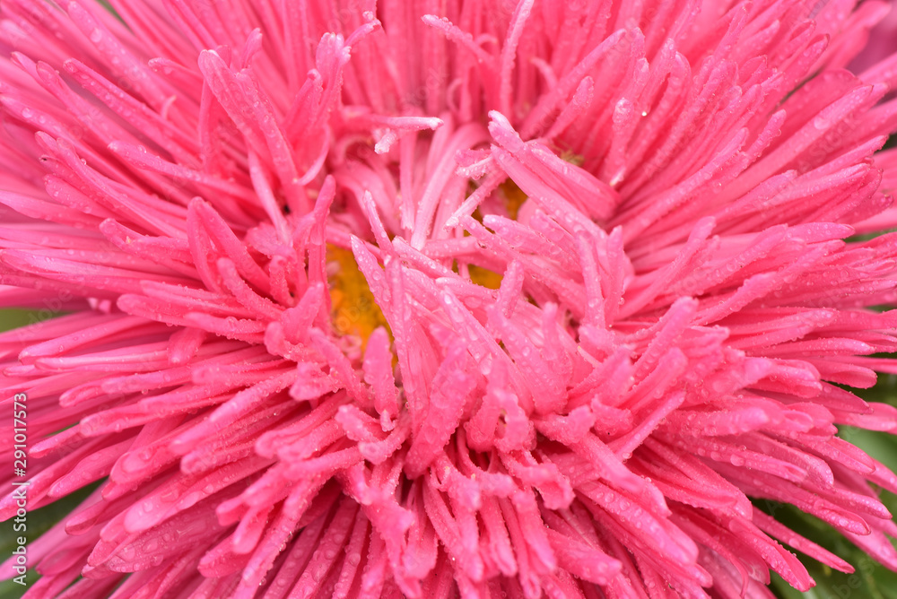 Asters bloom in the garden. Plant care. Beautiful flowers. Asters bloom in the garden. Plant care. Beautiful flowers.