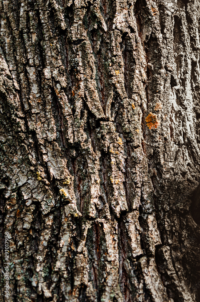 Abstract texture - tree bark. Tree bark in the forest in natural sunlight. Abstract texture - tree bark. Tree bark in the forest in natural sunlight.
