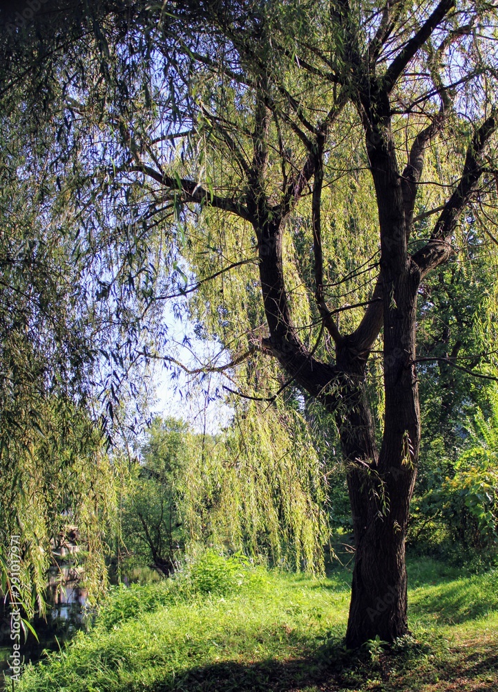 Obraz premium River with bushes and willows