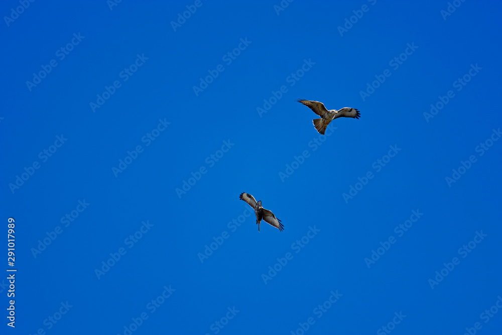 Zwei Mäusebussarde im Flug am Himmel bei der Balz Revierkampf Buteo buteo Zwei Mäusebussarde im Flug am Himmel bei der Balz Revierkampf Buteo buteo