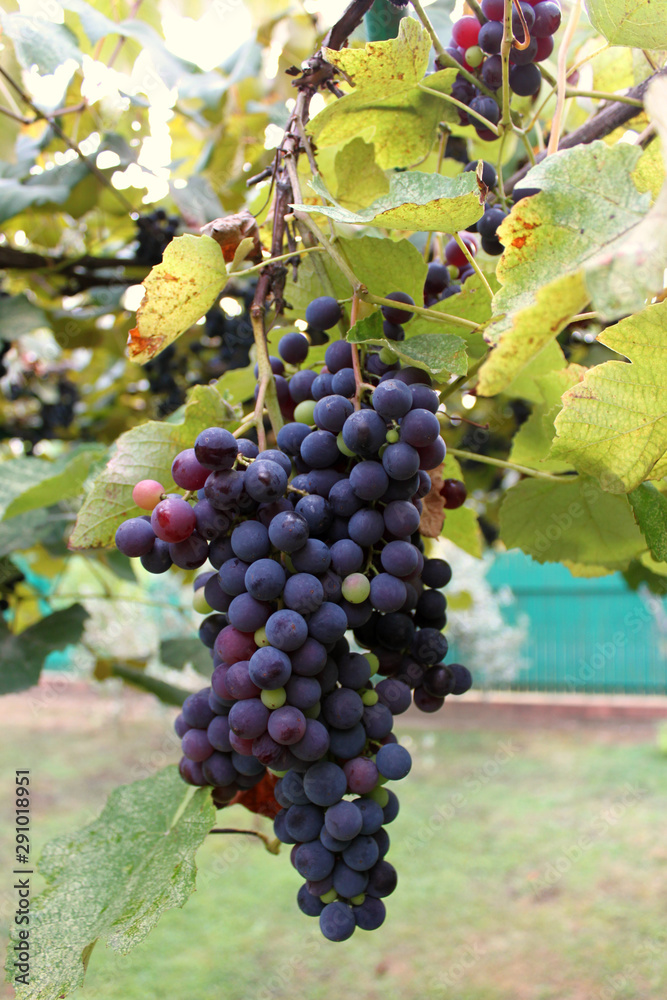Bunch of Isabella black grapes on a branch