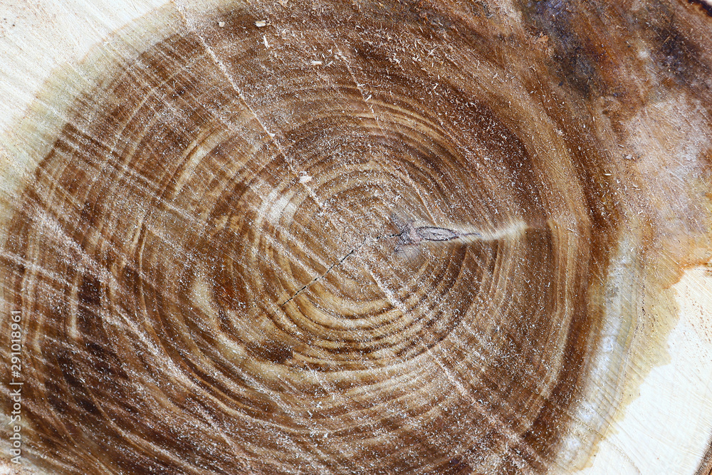 Fototapeta premium Closeup of tree trunks. Wood texture. Torso with annual rings. Destruction of trees.