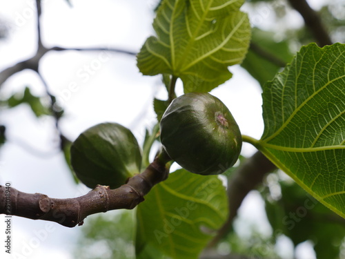 Branch of a fig tree with leaves and two unripe fruits. A fruit in the sharp area of ​​the photo and one in the blurred area. A popular sweet fruit photo