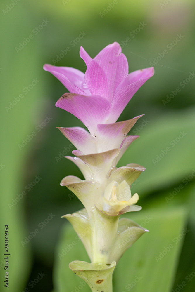 Curcuma alismatifolia, is a tropical plant native to Thailand.Sometime call Siam tulip or summer tulip.Close up Siam tulip flower. Curcuma alismatifolia, is a tropical plant native to Thailand.Sometime call Siam tulip or summer tulip.Close up Siam tulip flower.