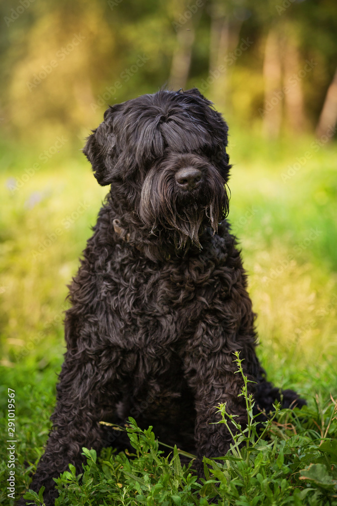 Russian black terrier dog is sitting on the grass