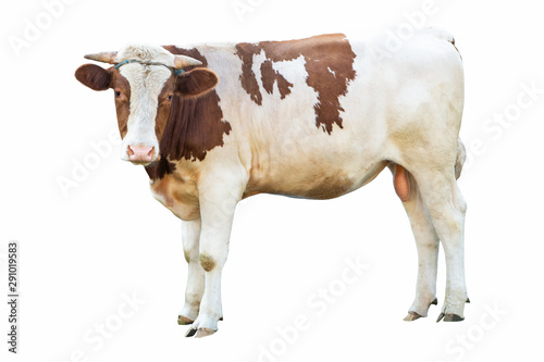 huge strong beautiful bull on a white background on a farm, farm animal, big bull