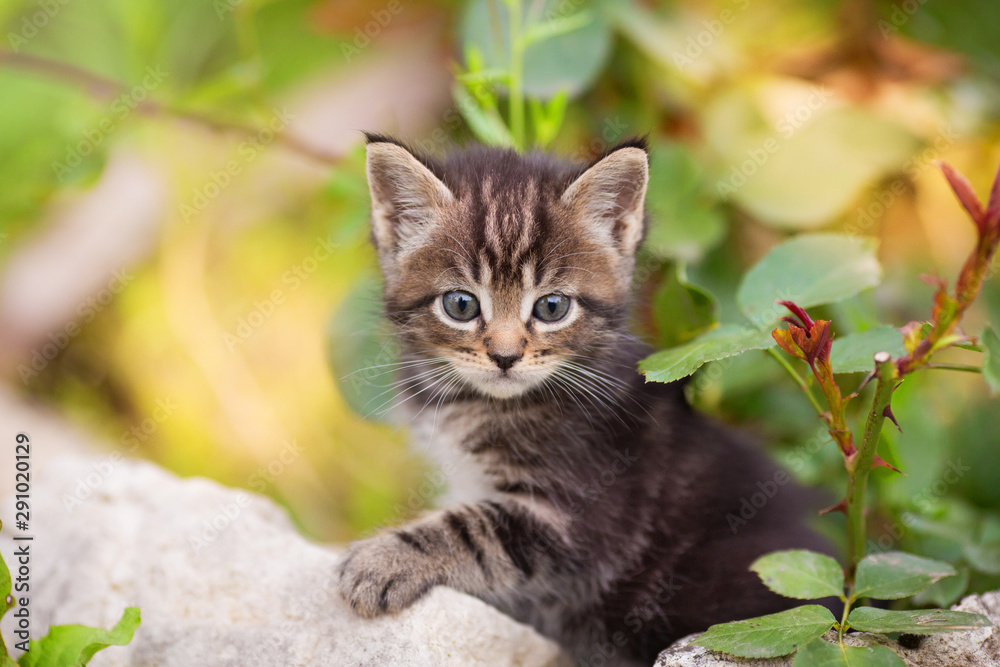 Cute kitten sits on stones in flowers