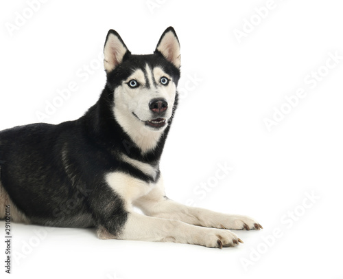 Cute Siberian Husky dog isolated on white