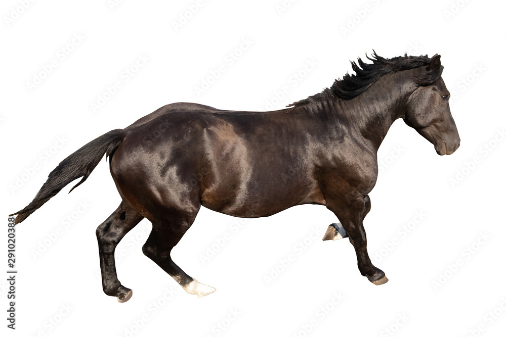 black beautiful young strong racehorse galloping she is isolated on a white background, farm animal, horse on a white background black beautiful young strong racehorse galloping she is isolated on a white background, farm animal, horse on a white background