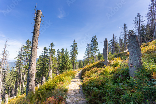 Path through the dead forest in Polish Beskid Mountains, hiking trail, summer lansdcape