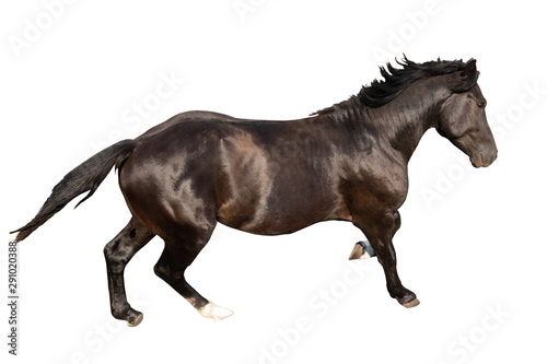 black beautiful young strong racehorse galloping she is isolated on a white background, farm animal, horse on a white background