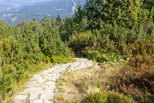 Fototapeta Naklejka Na Ścianę i Meble -  Path in Polish Beskid Mountains, hiking trail, forest landscape