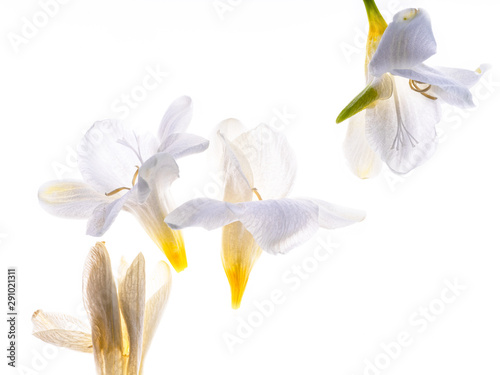 Freesia flowerbuds backlit on white background photo