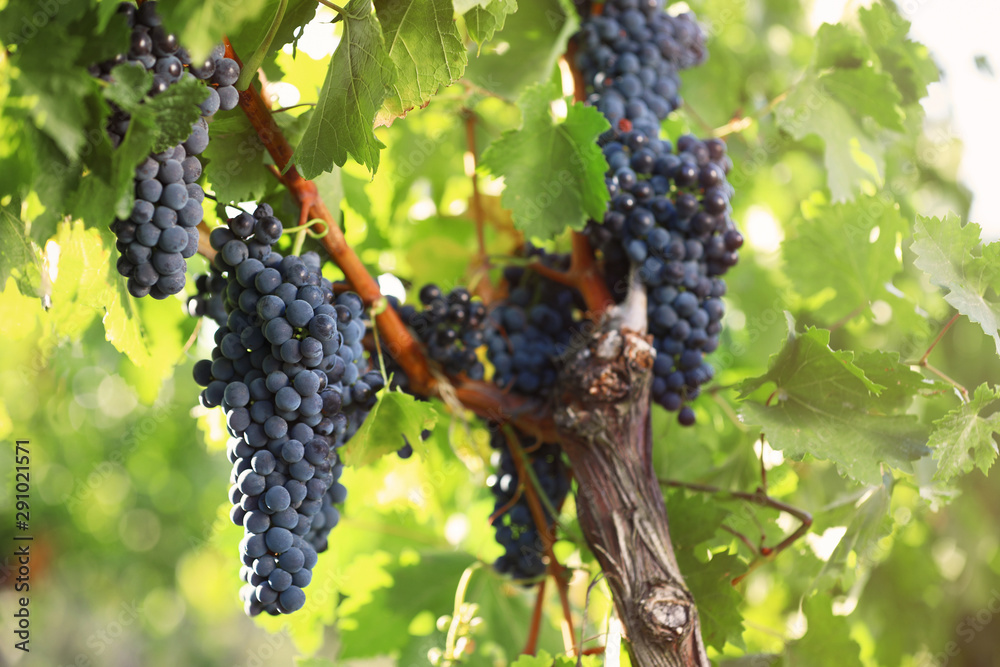 Fresh ripe juicy grapes growing in vineyard