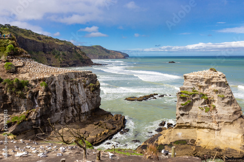 Gannet colony at Muriwai beach, New Zealand