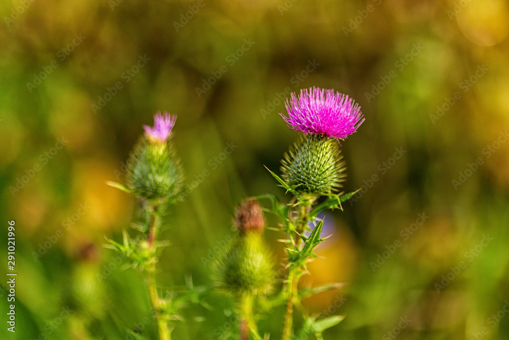 blooming Círsium, filmed on a cloudy September day blooming Círsium, filmed on a cloudy September day