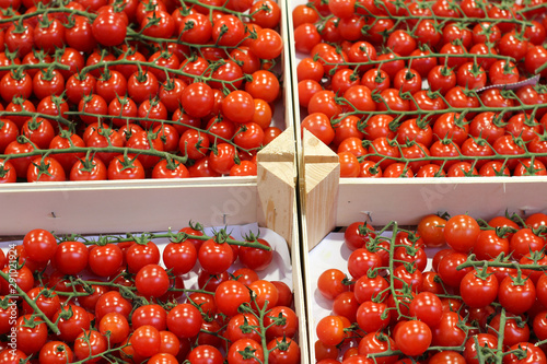 Boxes of cherry tomato vines © Jenny