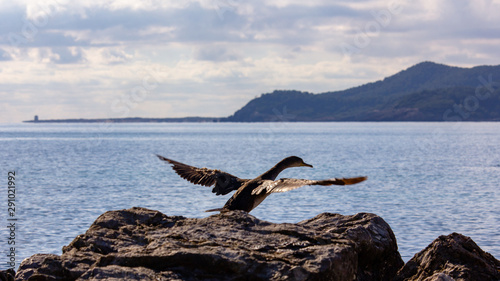 Double-crested Cormorant flying in Ibiza Mediterranean sea photo
