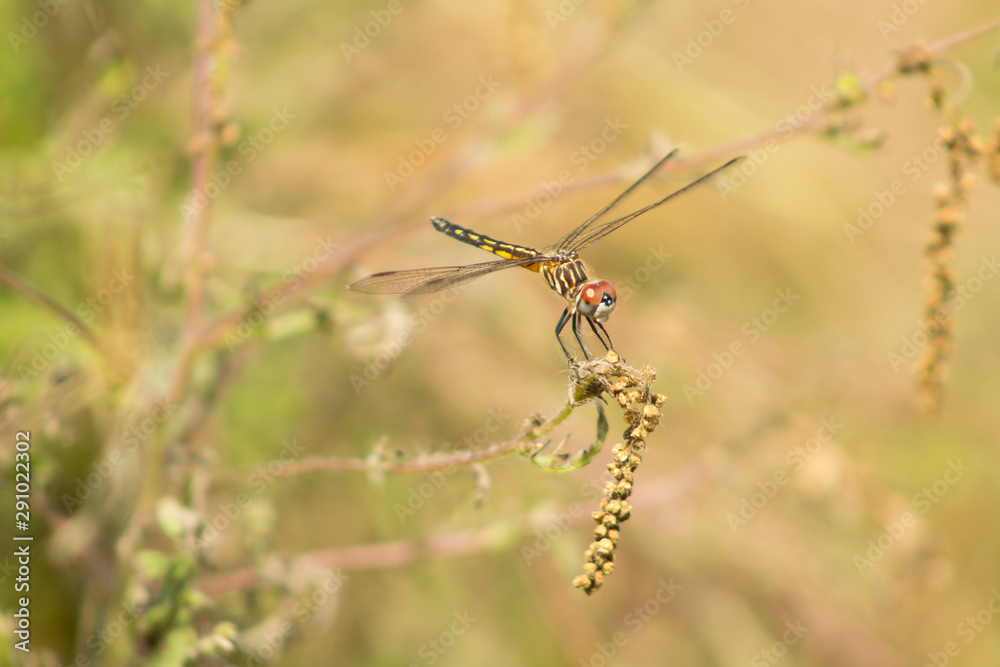 Beautiful dragonfly with light background Beautiful dragonfly with light background