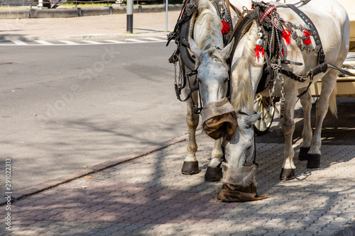 Horses eating from a sack. Szczecin