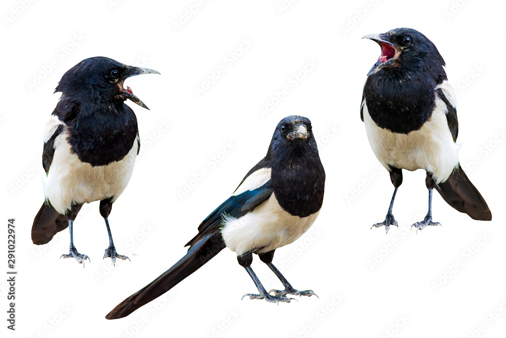 Foto Magpie