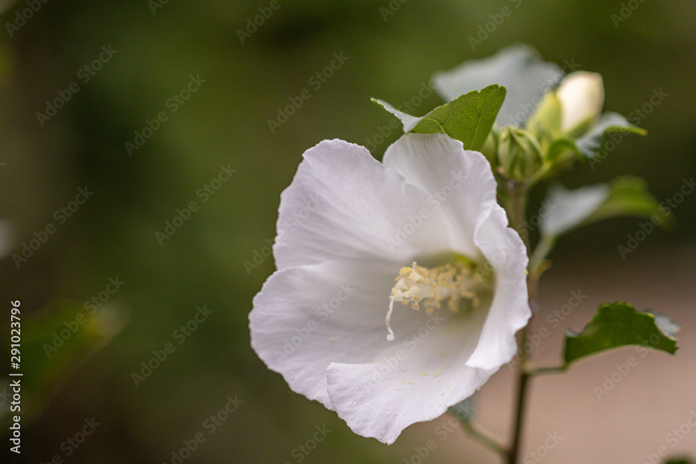 Close up beautiful Hibiscus flowers in the garden. Close up beautiful Hibiscus flowers in the garden.
