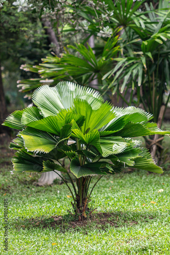 Licuala palm tree in a garden.Ruffled Fan palm,Palas payung,Vanuatu palm or ARECACEAE plant.(Licuala grandis H.Wendl)